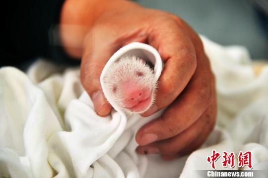 熊猫宝宝。 宋丽君 摄