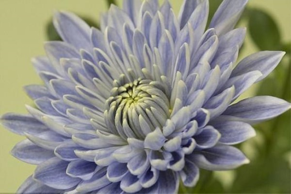 利用转基因技术,日本科学家培育出了蓝色菊花
