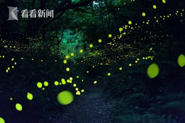 后期堆栈效果的萤火虫摄影作品