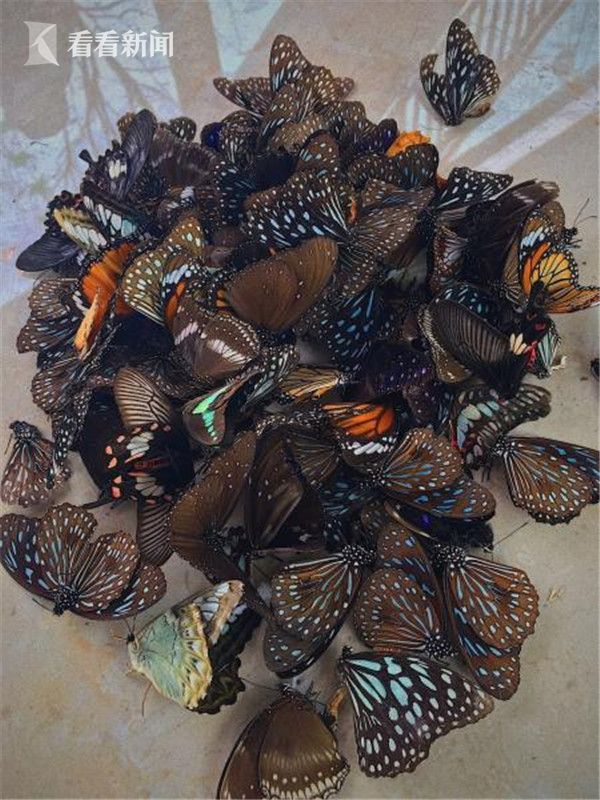 展出活动结束后残余的蝴蝶尸体