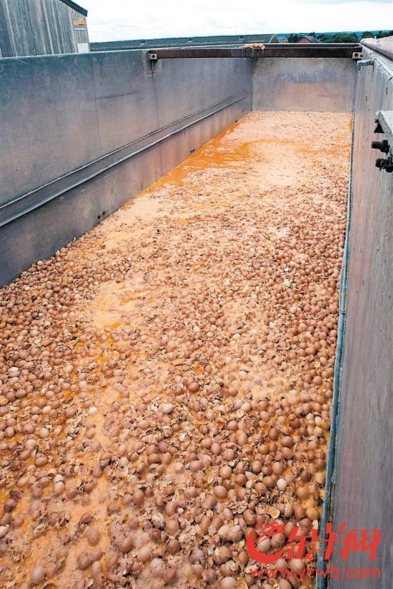 8月9日,比利时一家养鸡场将“毒鸡蛋”销毁