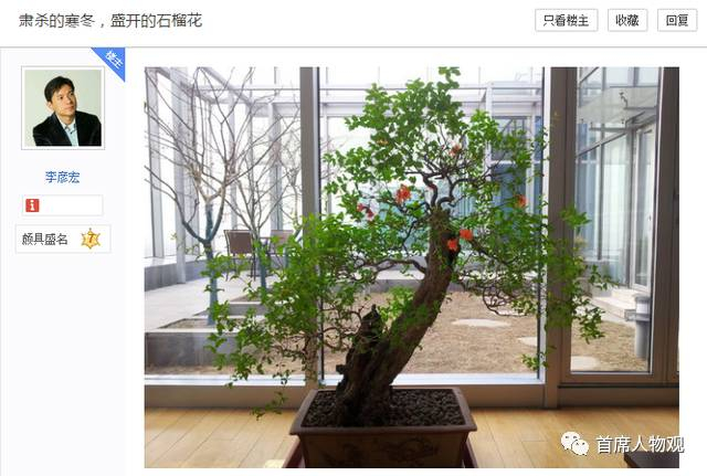图说:李彦宏的石榴花