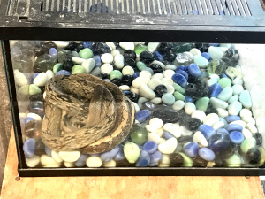 蛇等另类宠物市场售价几百到上千元不等 森林公安:保护动物不要买