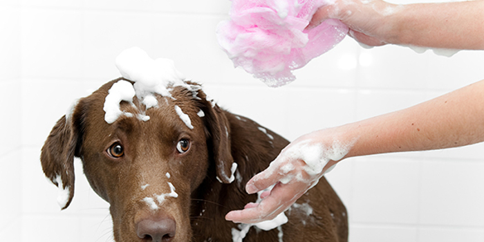 狗狗怎么洗澡才不臭 w700h350z1l10t1065e.jpg