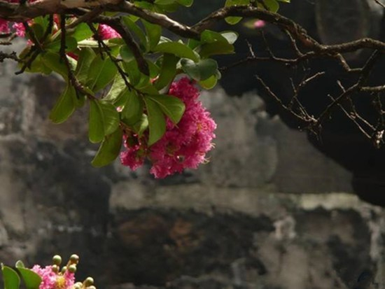 9月初赏桂正当时 昆明9月赏花攻略拿走不谢