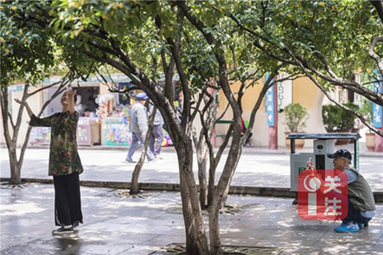 9月初赏桂正当时 昆明9月赏花攻略拿走不谢