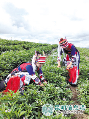【喜迎十九大】西街口石漠化山地长“金果”