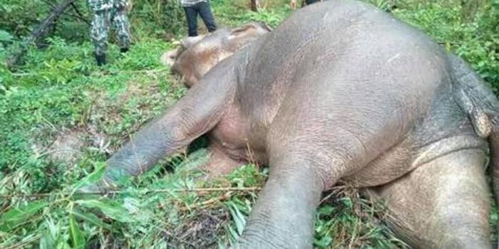 泰国一头20岁野生大象死亡 身上8处遭子弹击打