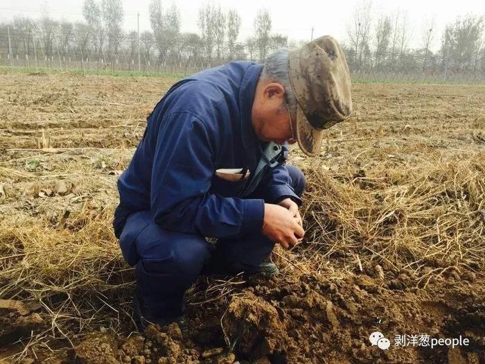 川崎广人在田间查看土壤状况,受访者供图