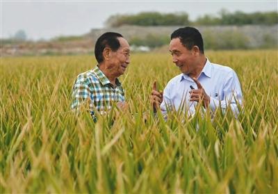 2016年9月,袁隆平(左)和河北硅谷农科院超级杂交水稻百亩示范田负责人宋福如在示范田内。河北硅谷农科院供图
