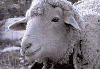 5个顶级羊绒品牌，连扎克伯格和普京都欲罢不能