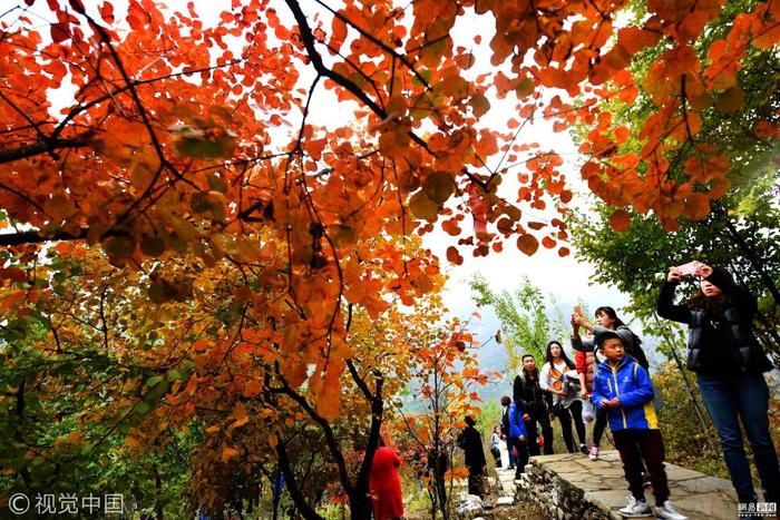 北京红叶进入最佳观赏期 市民踏秋赏景