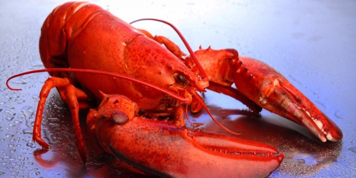 仿生龙虾眼X射线聚焦原理将助力NASA引力波