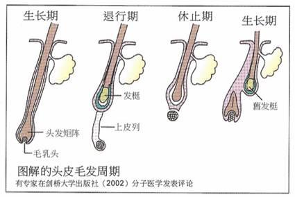 90后防秃指南（五星好评，亲测有效）