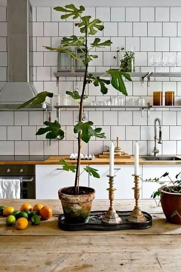 黎贝卡：选对绿植，你的家也可以像家居图那么美