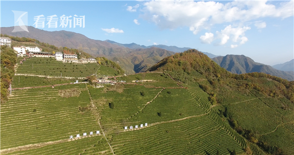 林廷洪开办的茶园