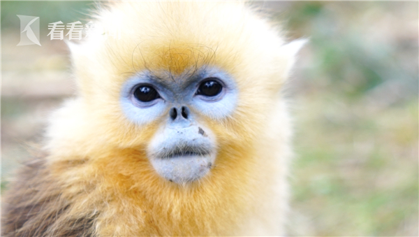 神农架的金丝猴