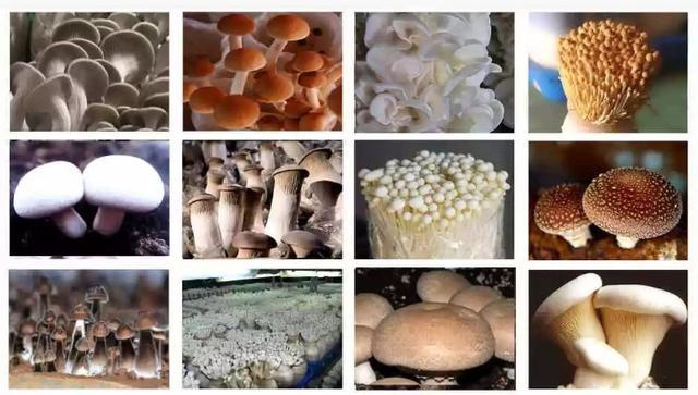 “邹城蘑菇”入选“2019国家农产品区域公用品牌”