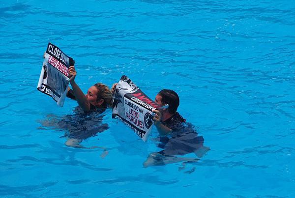西班牙主题公园海豚表演 动物爱好者下水抵制