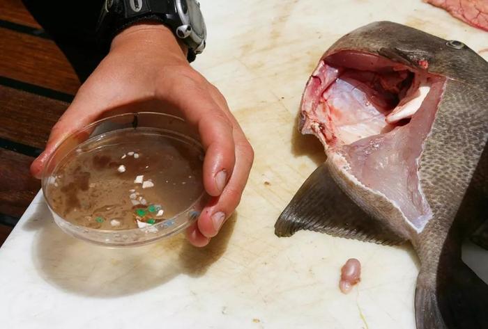 这种华人爱吃的海鲜大量减少！新西兰这个问题越来越严重……
