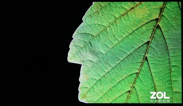 树叶脉络清晰可见,有立体感,树叶边缘与黑场的交界处并没有光晕产生,说明控光优秀