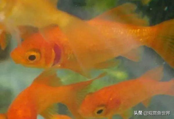 观赏鱼的各种常见疾病：青鳉鱼疾病图例
