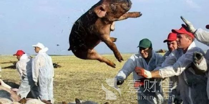 当猪周期遇上猪瘟 中欧基金曹名长重仓双汇亏