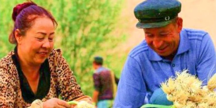 仑雪水来浇灌 新疆且末县香蒜迎丰收