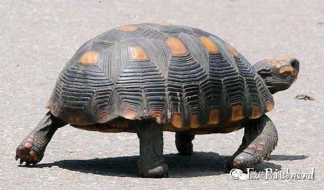动物世界-红腿象龟