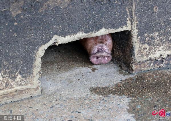韩国确认出现非洲猪瘟疫情 禁止运输扑杀4000头猪「组图」
