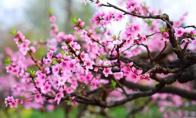 德州“花痴”模式马上开启,周边赏花攻略在此……所有的春天都在这里！