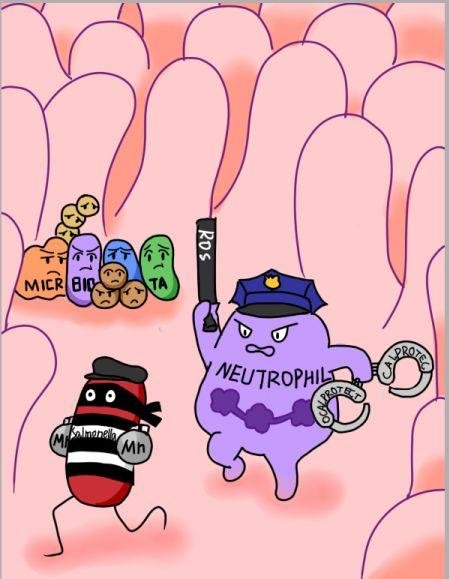 科研绘图：中性粒细胞杀菌怎么画—10