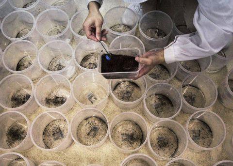 中国最大的蚊子工厂，用羊血喂养蚊子，每个月释放3000万只