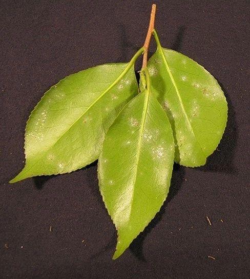 用生物肥皂清除植物上的害虫，用肥皂水也行，对儿童和宠物无害