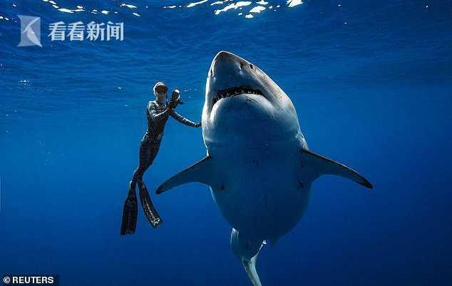 大白鲨吃海龟被卡在嘴里活活噎死 满嘴是血海龟半个身子还在外面