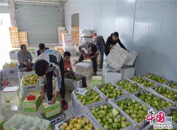贵州荔波：千亩百香果销售旺 产业结构调整出成效