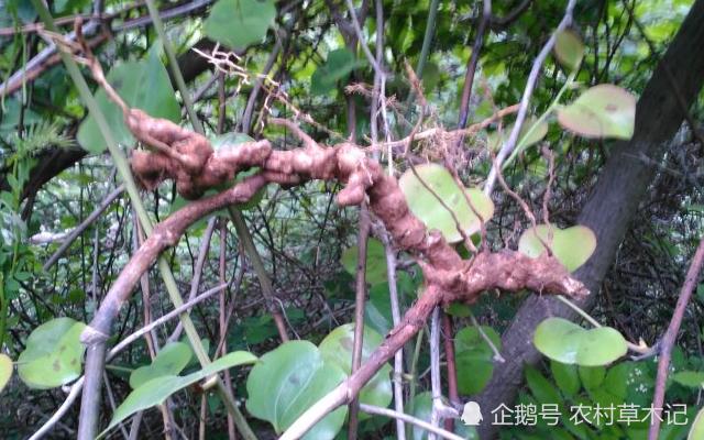俗称“金刚刺”，根茎要30元一斤，在农村却没人珍惜