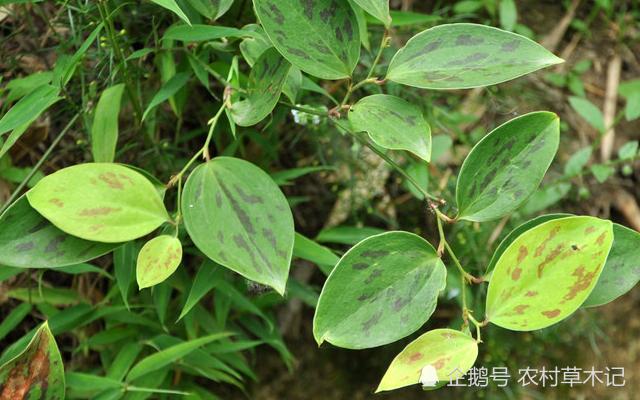 俗称“金刚刺”，根茎要30元一斤，在农村却没人珍惜