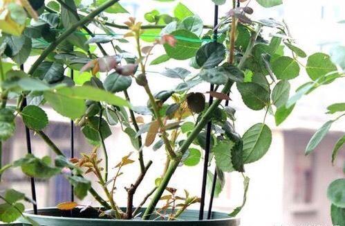 室内养月季，记住3点“技巧”，每隔10天就有新的花苞，花繁叶茂