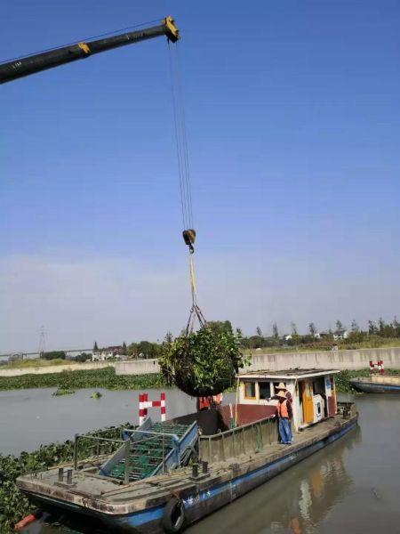 首次引入工业无人机遥感技术 上海水务部门做好迎进博水生植物防控工作