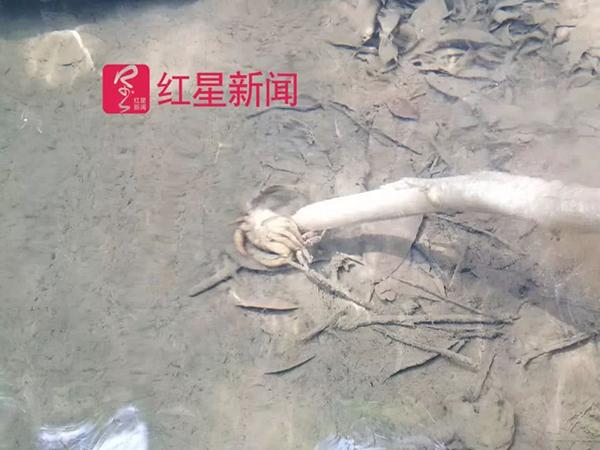 广东河源养殖户鲟鱼接连被投毒，县委书记宣布全县扫黑除恶