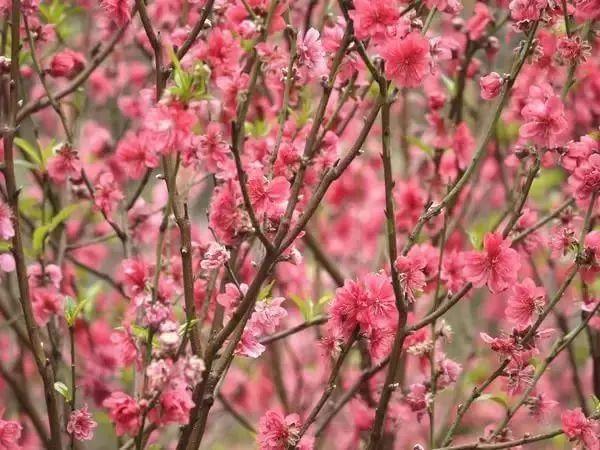 潮爆！今年广州花市即将开锣！灯光秀、“水上花园”...等你来！