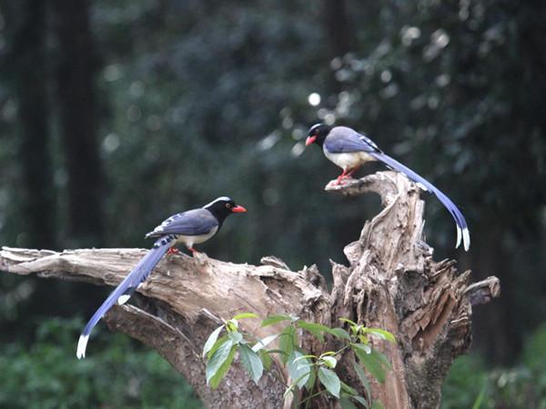 南京中山植物园成鸟儿乐园，吸引各地鸟友来拍摄