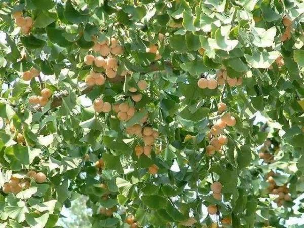 为了5元一斤的果子，58岁阿姨摔下了树爬上4米高银杏树，不幸摔落身亡