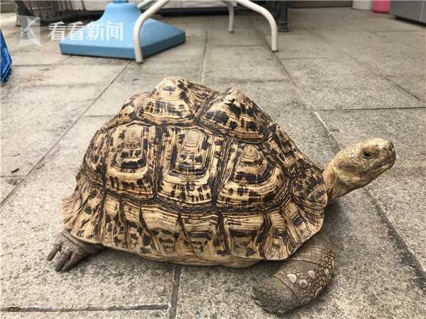 网上出售辐射陆龟 上海警方侦破非法买卖珍贵濒危野生动物案