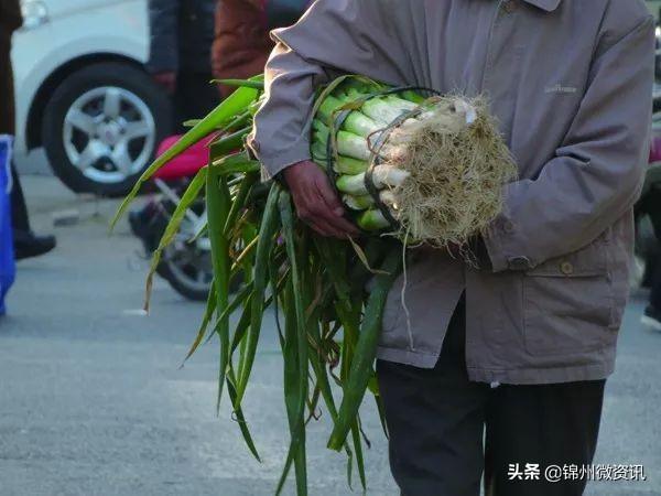锦州秋天的早市，逛出生活的乐趣！大葱、萝卜、白菜老三样