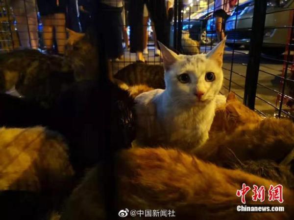 数百只将被屠宰的猫咪被截获 正被全力救治