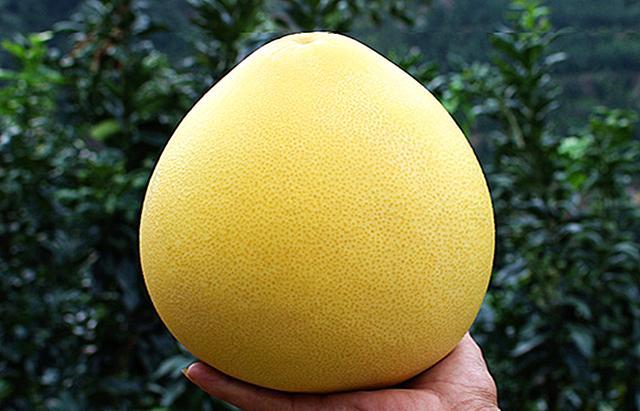 买柚子时，选圆的还是尖的，果农：教你3招，保证皮薄汁多味道甜