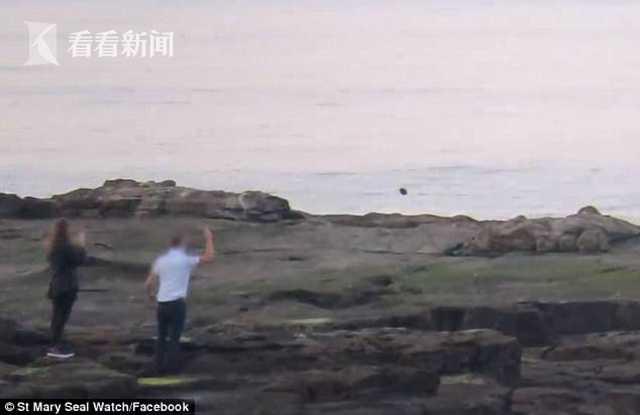 三名小年轻投掷石头 海豹吓得纵身跳海