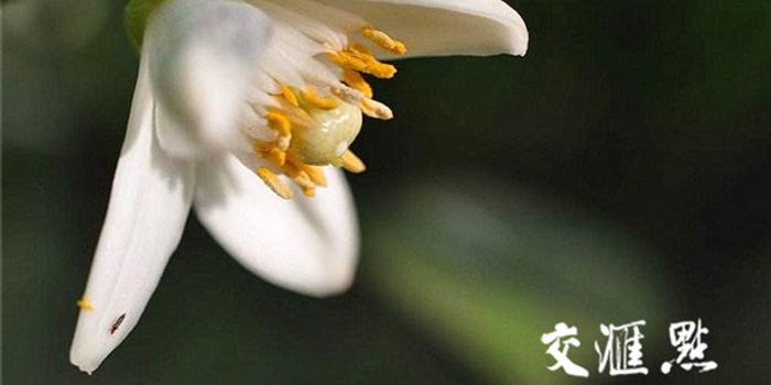 世界环境日提升环保意识 靖江有个香橼花